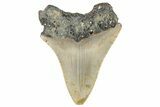 Bargain, Fossil Megalodon Tooth - Serrated Blade #295415-1